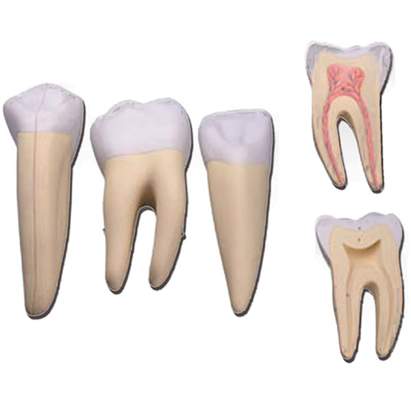 MODELLI ANATOMICI SET 3 DENTI (canino, molare, incisivo) - ingrandimento 10X - colorato - 2 parti