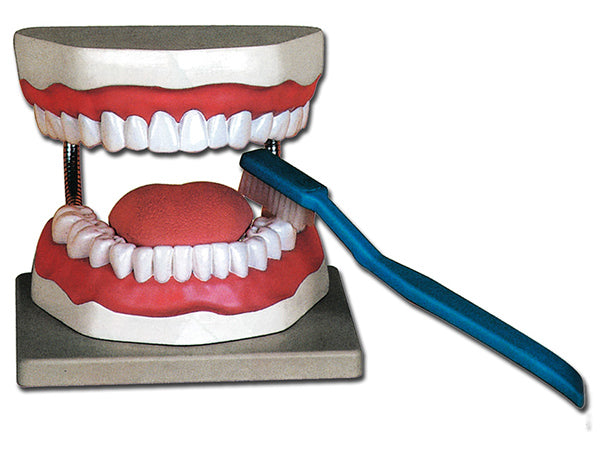 MODELLO ANATOMICO IGIENE DENTALE - ingrandimento 3X - colorato